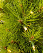 Montgomery Pine Pre-lit Artificial Christmas Tree - Dual LED 210CM