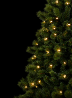 Siberian Spruce 225 cm