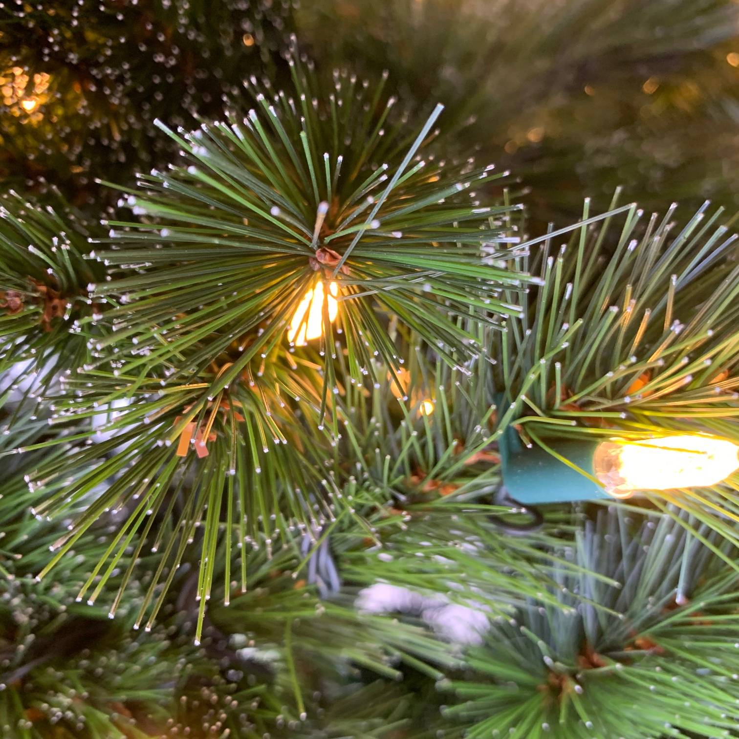 Close-up of a Christmas tree with lights and pine needles