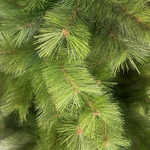 Close-up of Montgomery Pine Christmas tree green needles and branches