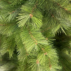 Close-up of Montgomery Pine Christmas tree green needles and branches