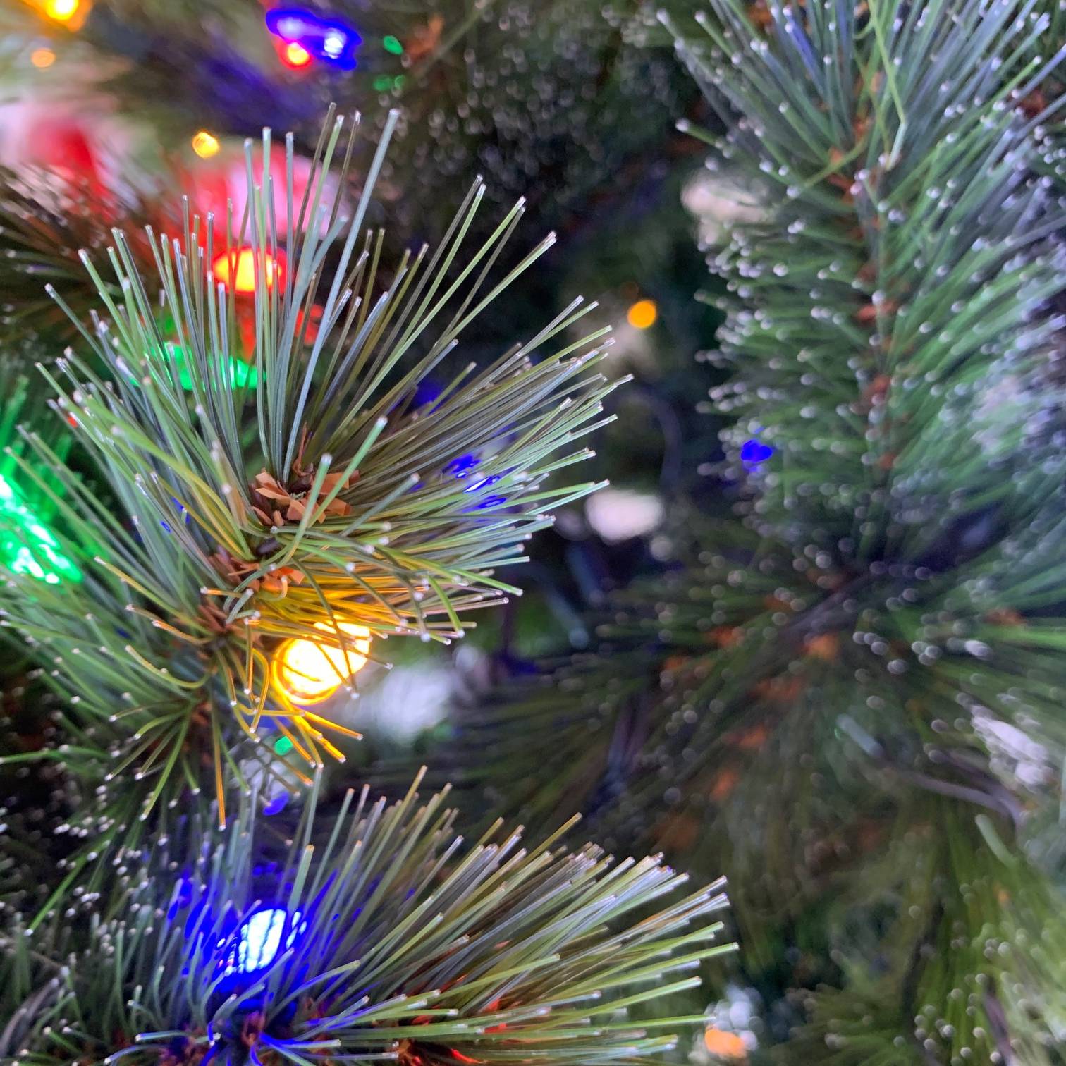 Close-up of a Christmas tree with colorful lights and pine needles.